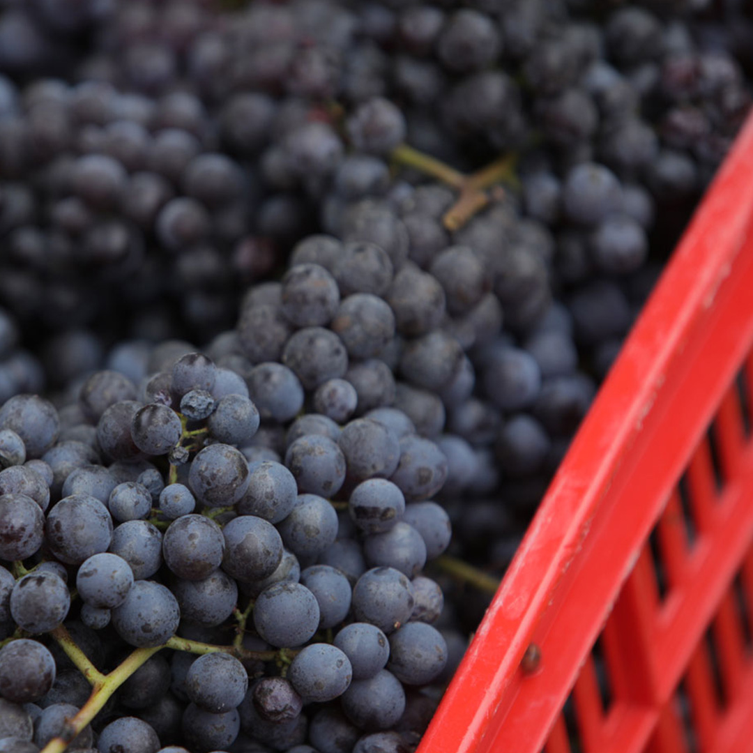 Harvest 2017: the Wines Awaiting You Here in the Langhe